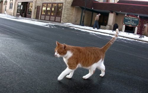 Кот - мэр города