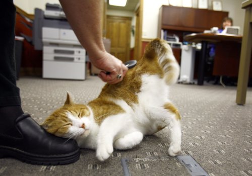 Кот - мэр города